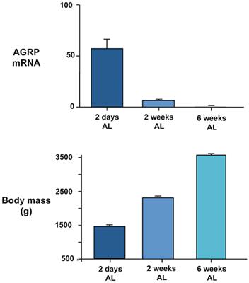 Regulation of Agouti-Related Protein and Pro-Opiomelanocortin Gene Expression in the Avian Arcuate Nucleus